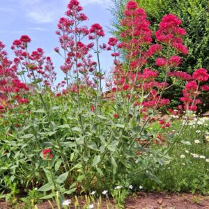 CENTRANTHUS RUBER 'COCCINEUS'