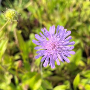 KNAUTIA ARVENSIS
