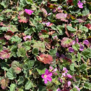 ERODIUM VARIABILE 'BISHOP'S FORM'