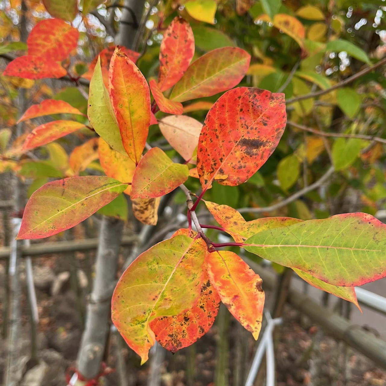 NYSSA SYLVATICA 'WILDFIRE'