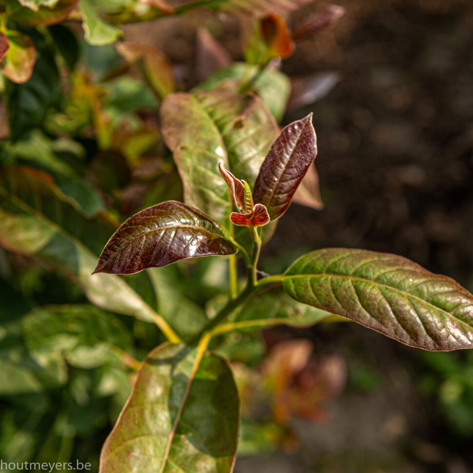 NYSSA SYLVATICA 'WILDFIRE' - Afbeelding 3