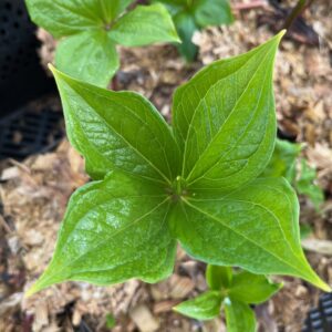 PARIS QUADRIFOLIA