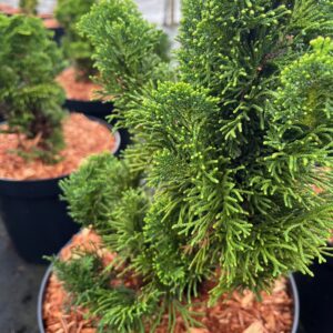 CHAMAECYPARIS OBTUSA 'TONIA'