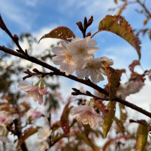 PRUNUS SUBHIRTELLA 'AUTUMNALIS'