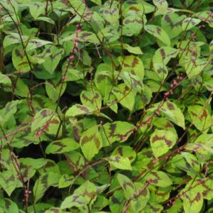 TOVARA VIRGINIANA