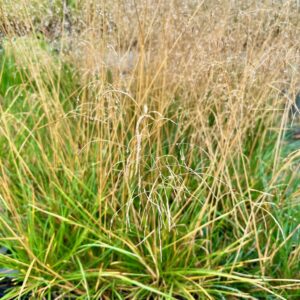 DESCHAMPSIA CESPITOSA 'GOLDTAU'