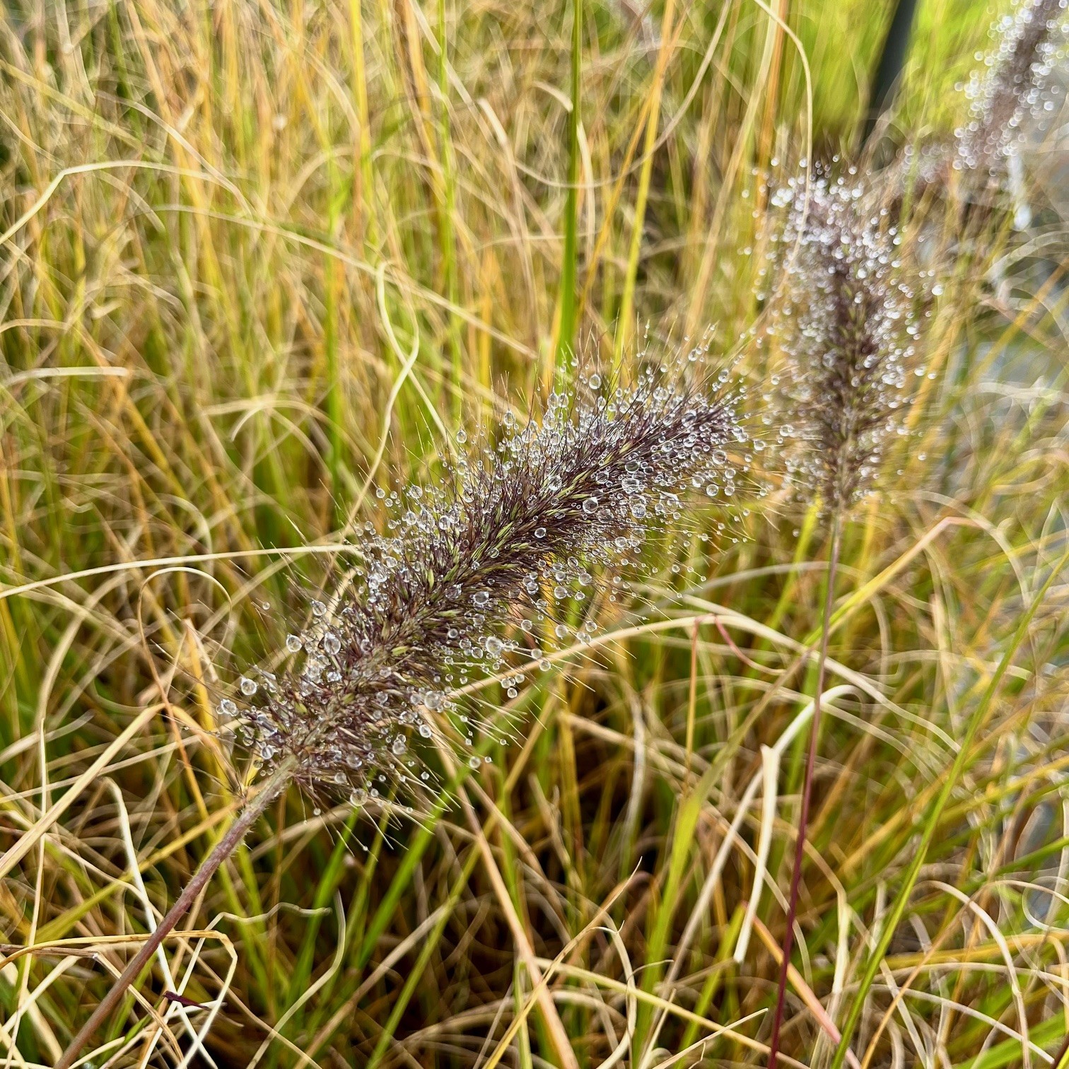 PENNISETUM AL. 'MOUDRY'