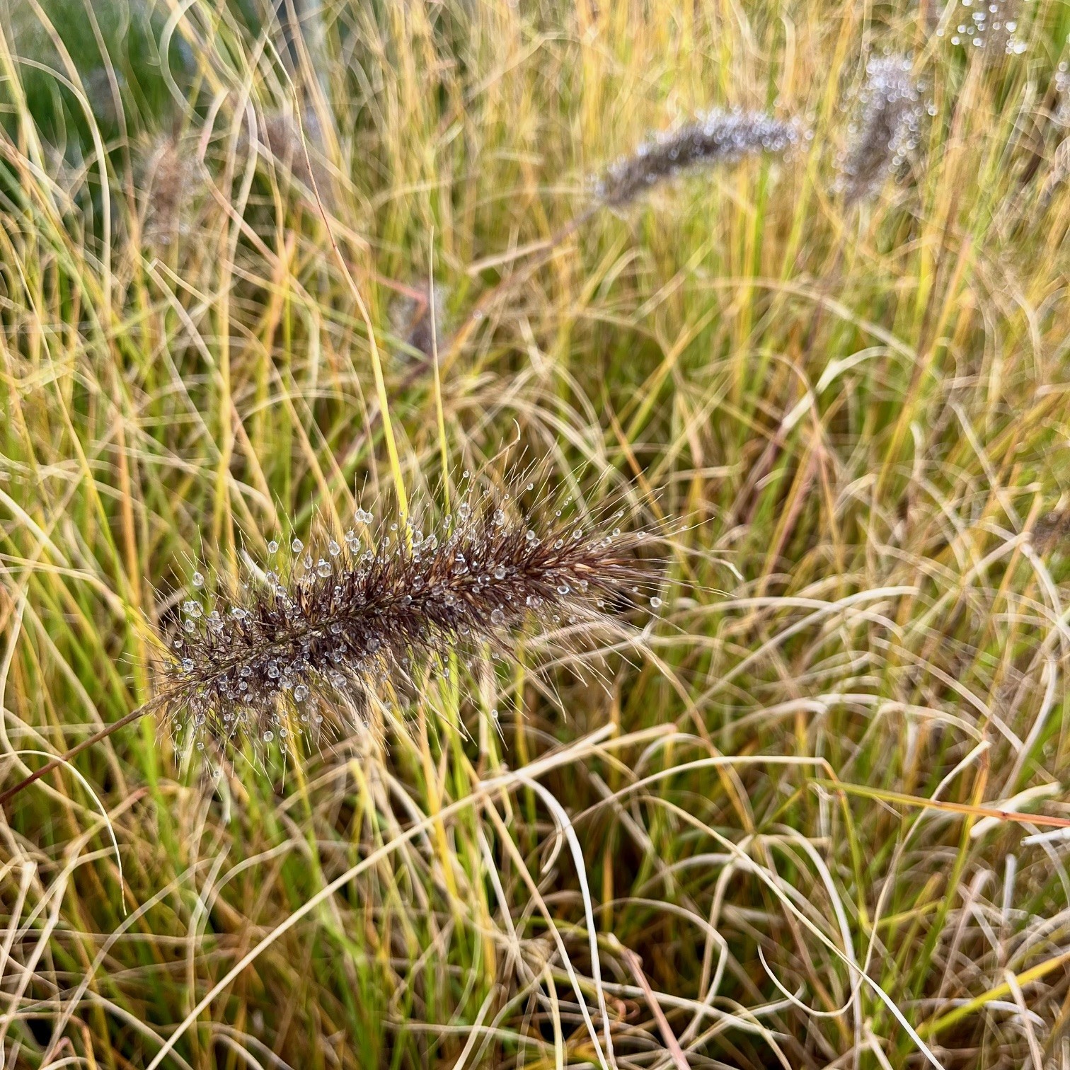 PENNISETUM AL. 'MOUDRY' - Afbeelding 2