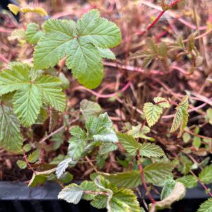 FILIPENDULA ULMARIA