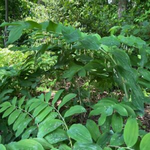 POLYGONATUM GIGANTEUM