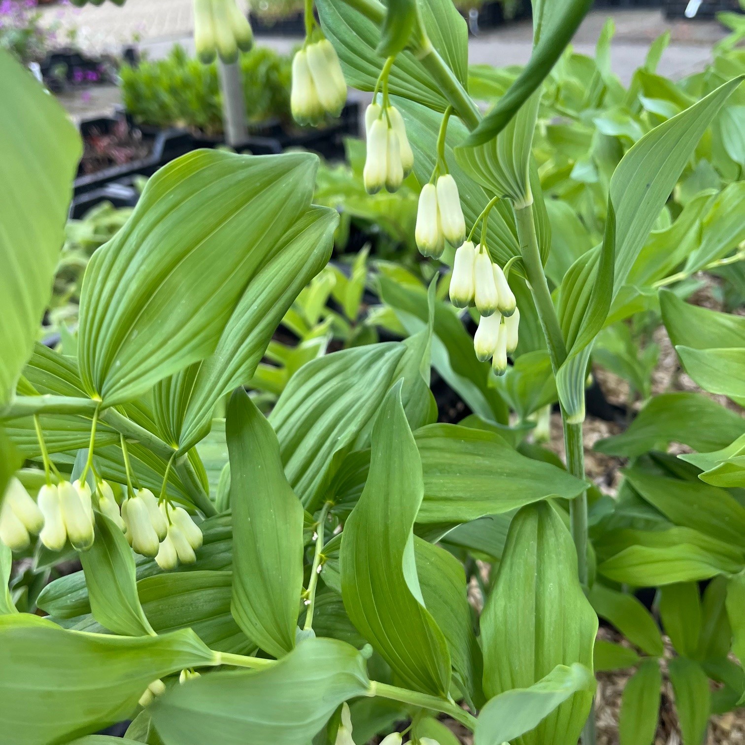 POLYGONATUM GIGANTEUM - Afbeelding 3