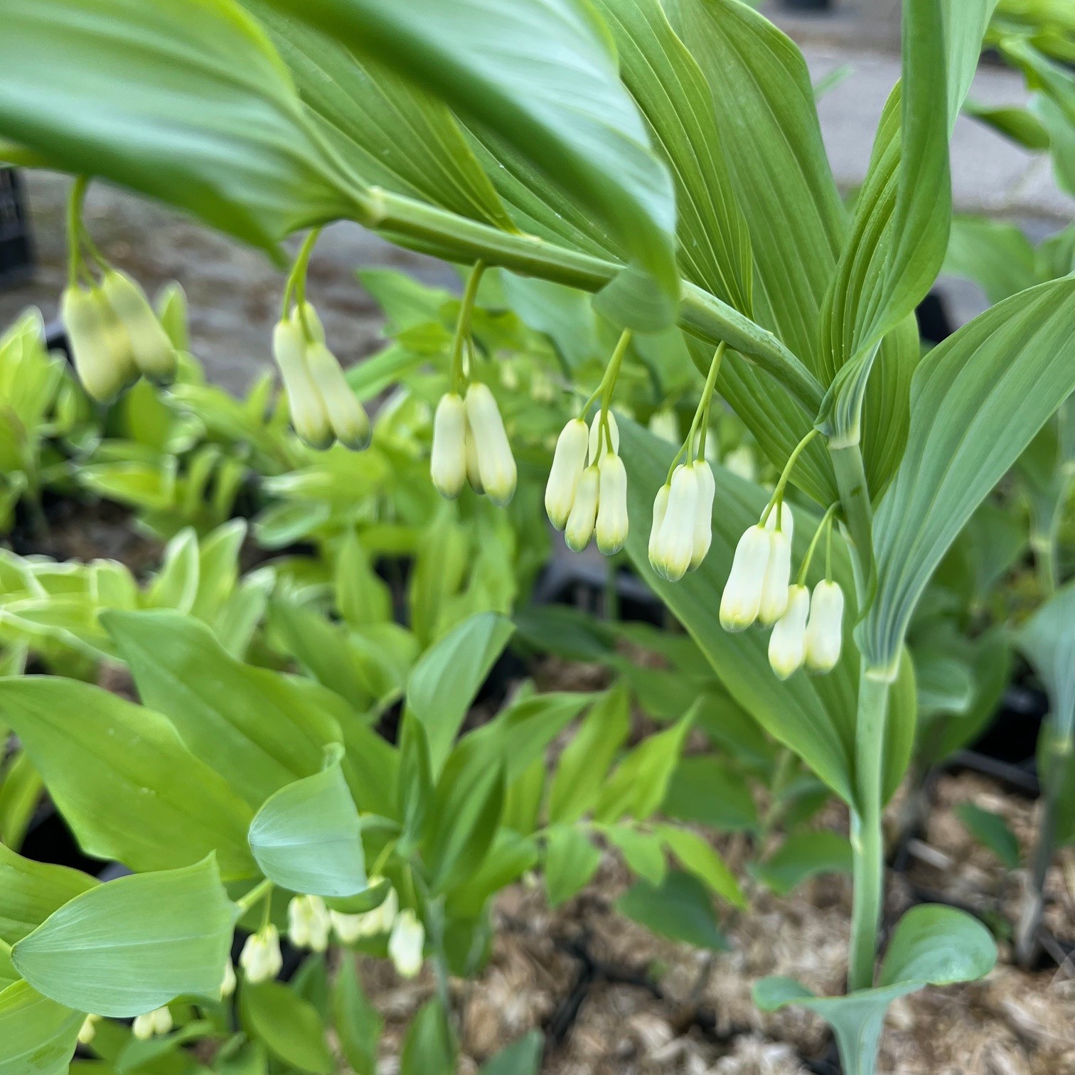 POLYGONATUM GIGANTEUM - Afbeelding 2