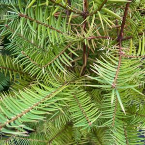 TORREYA TAXIFOLIA