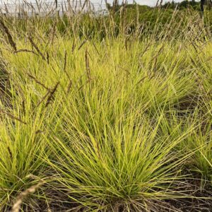 SESLERIA AUTUMNALIS