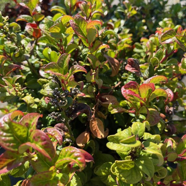LEUCOTHOE AXILLARIS 'CURLY RED'