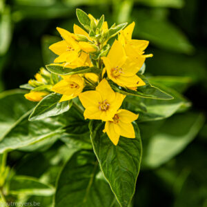 LYSIMACHIA PUNCTATA