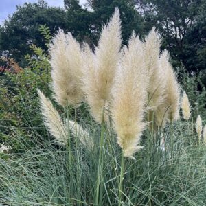 CORTADERIA SELLOANA