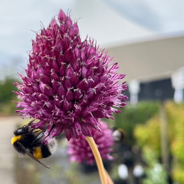 ALLIUM SPHAEROCEPHALON