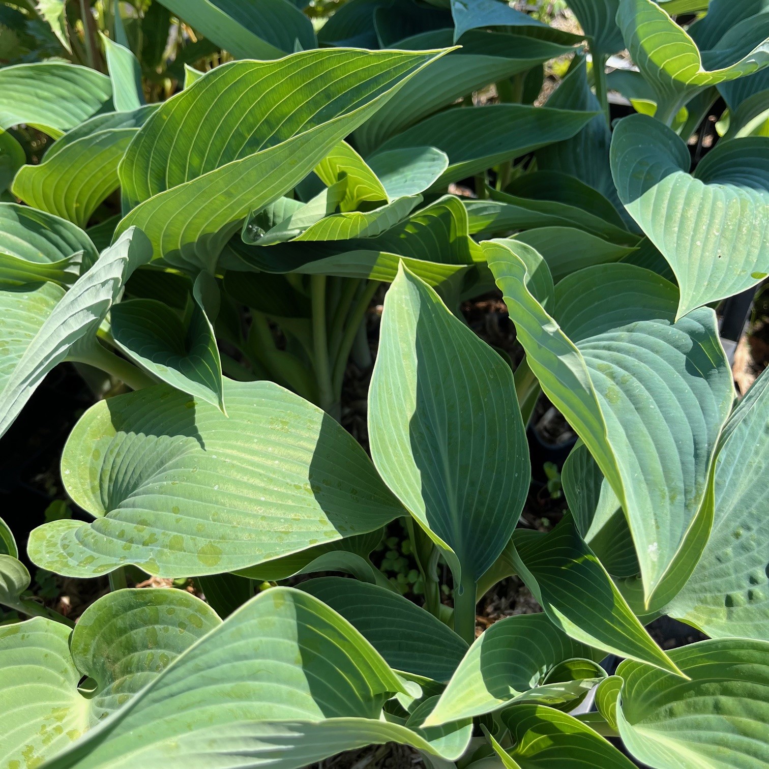 HOSTA EX HALCYON