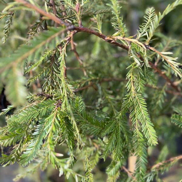 SEQUOIA SEMPERVIRENS