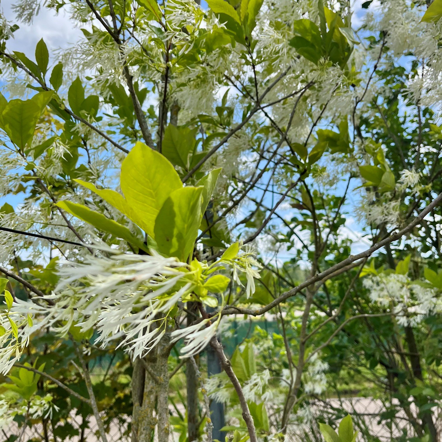 CHIONANTHUS RETUSUS