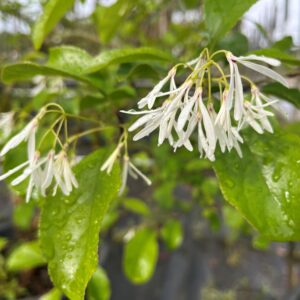 CHIONANTHUS RETUSUS