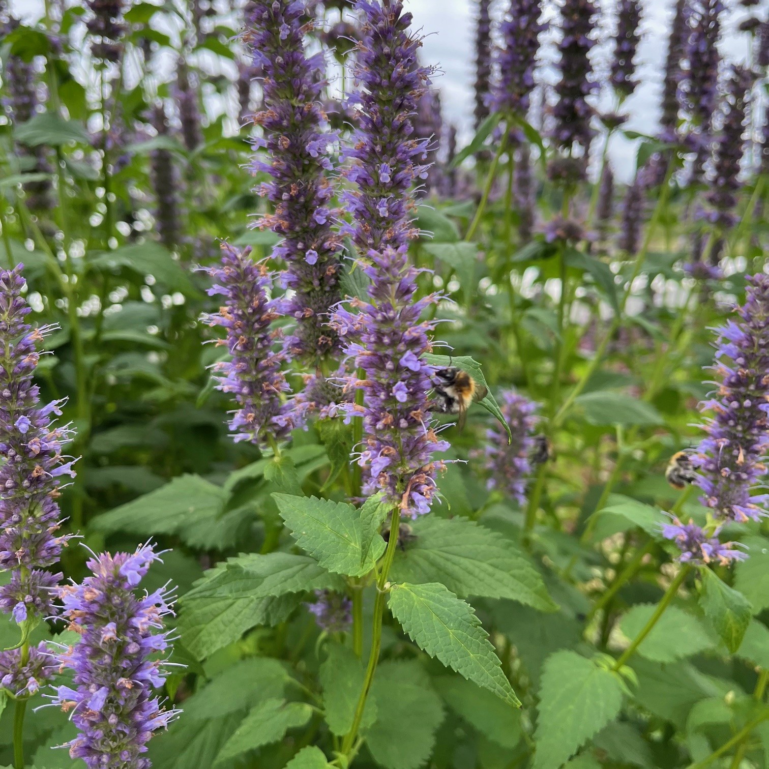 AGASTACHE 'BLACK ADDER' - Afbeelding 3