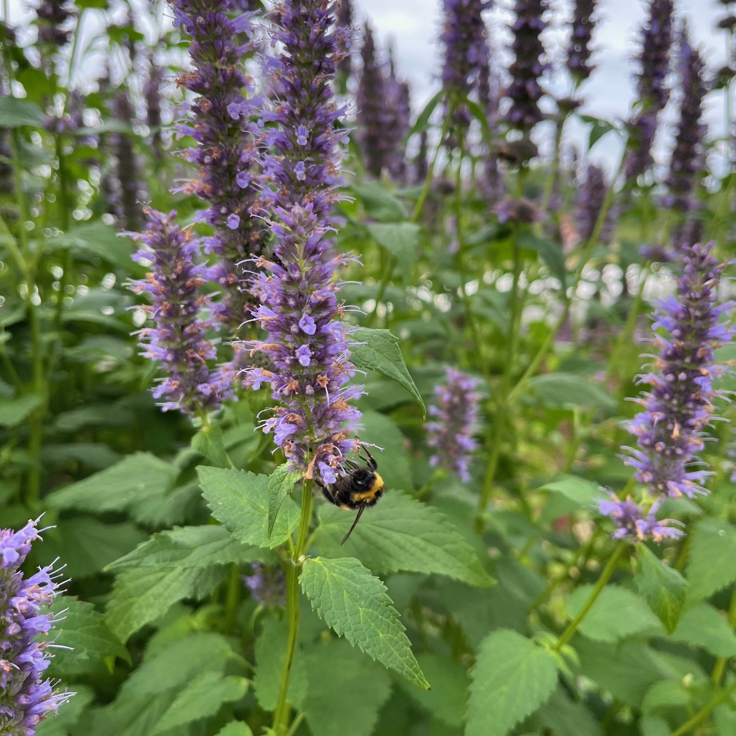 AGASTACHE 'BLACK ADDER' - Afbeelding 4