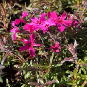 PHLOX SUB. 'ATROPUROUREA'