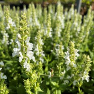 SALVIA NEMOROSA 'SENSATION WHITE'