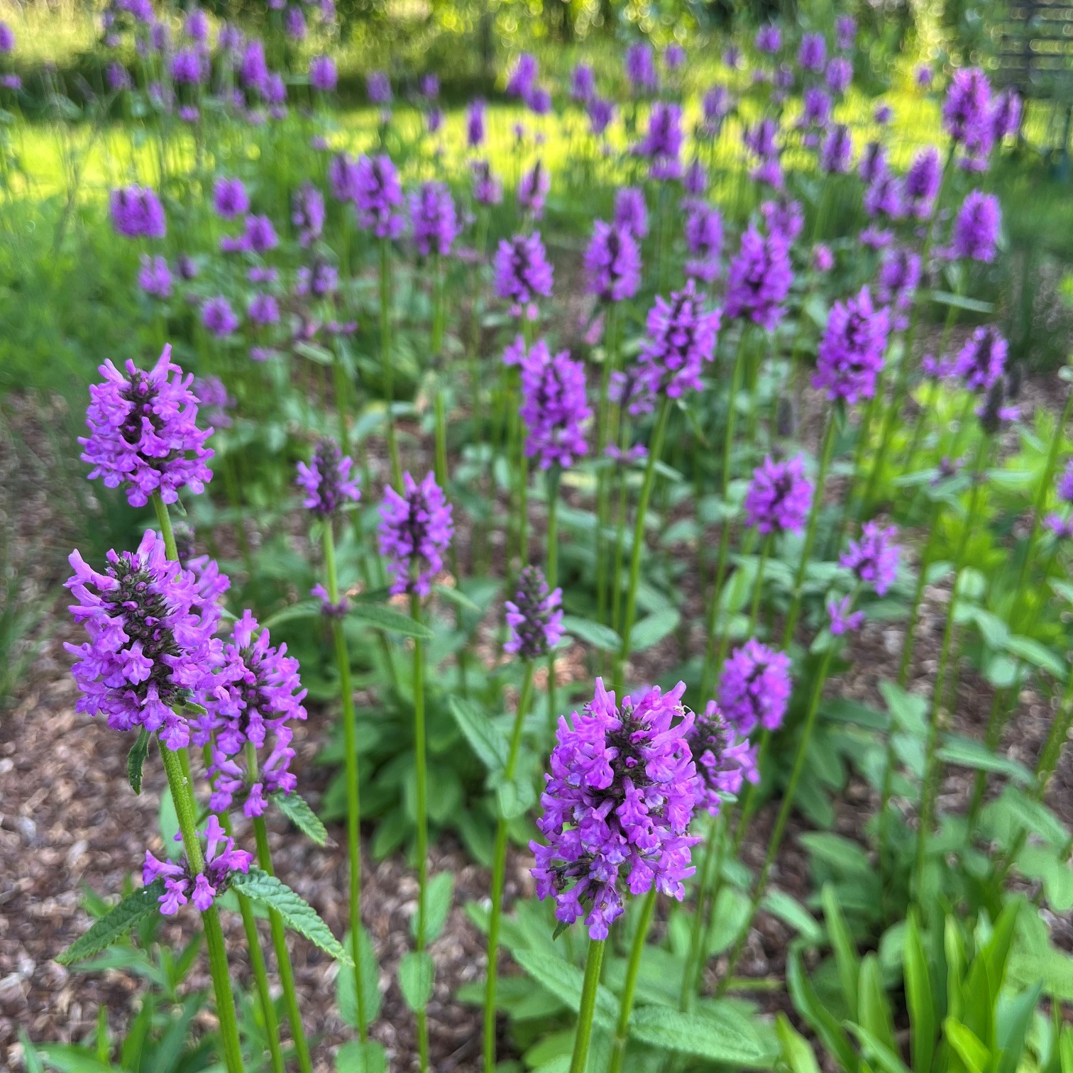BETONICA OFFICINALIS 'HUMMELO'