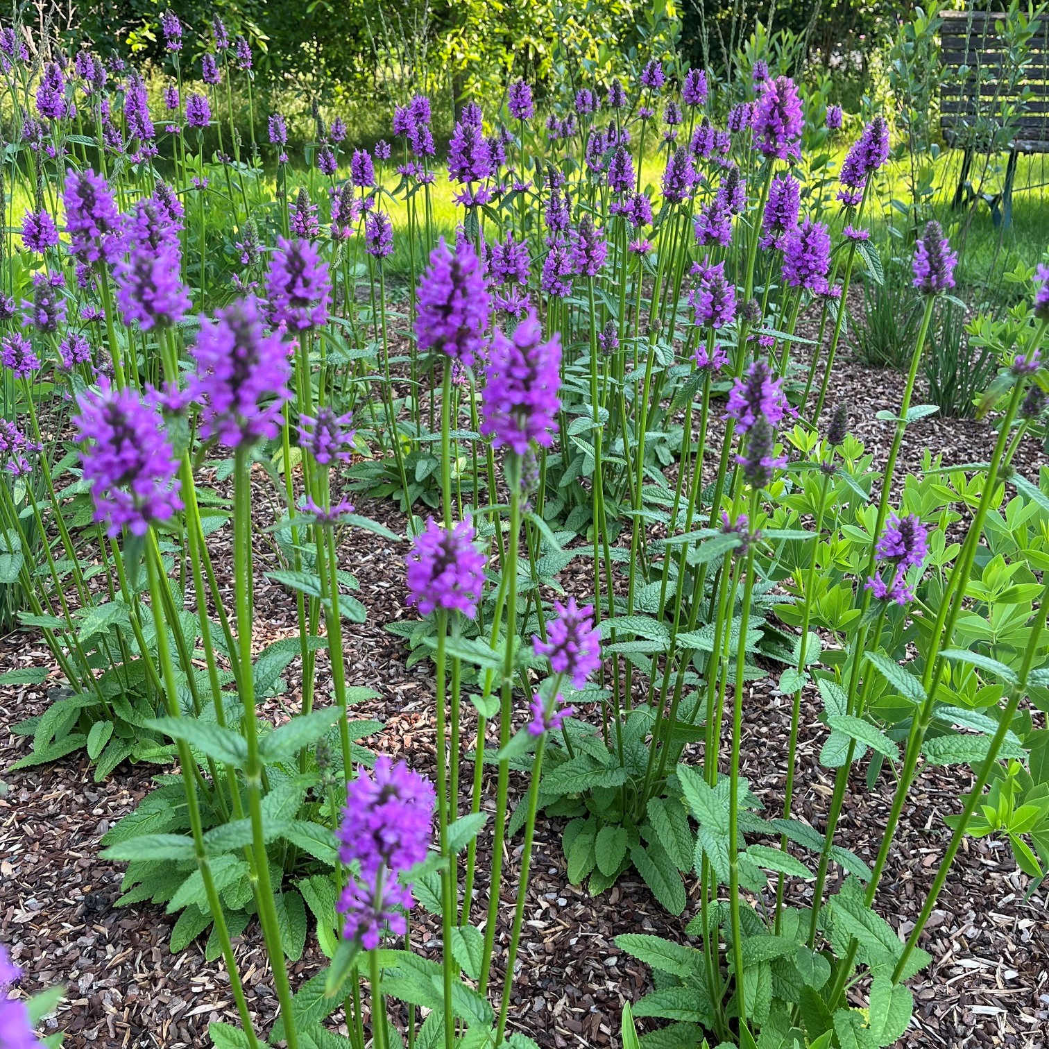 BETONICA OFFICINALIS 'HUMMELO' - Afbeelding 2