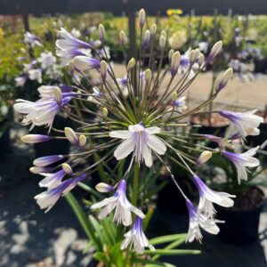 AGAPANTHUS 'FIREWORKS'