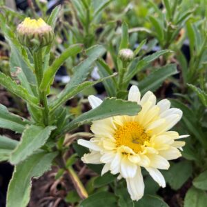 LEUCANTHEMUM 'BANANA CREAM'
