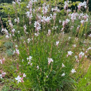 GAURA 'WHIRLING BUTTERFLIES'