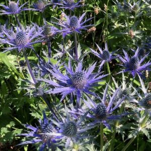 ERYNGIUM ZABELII 'BIG BLUE'