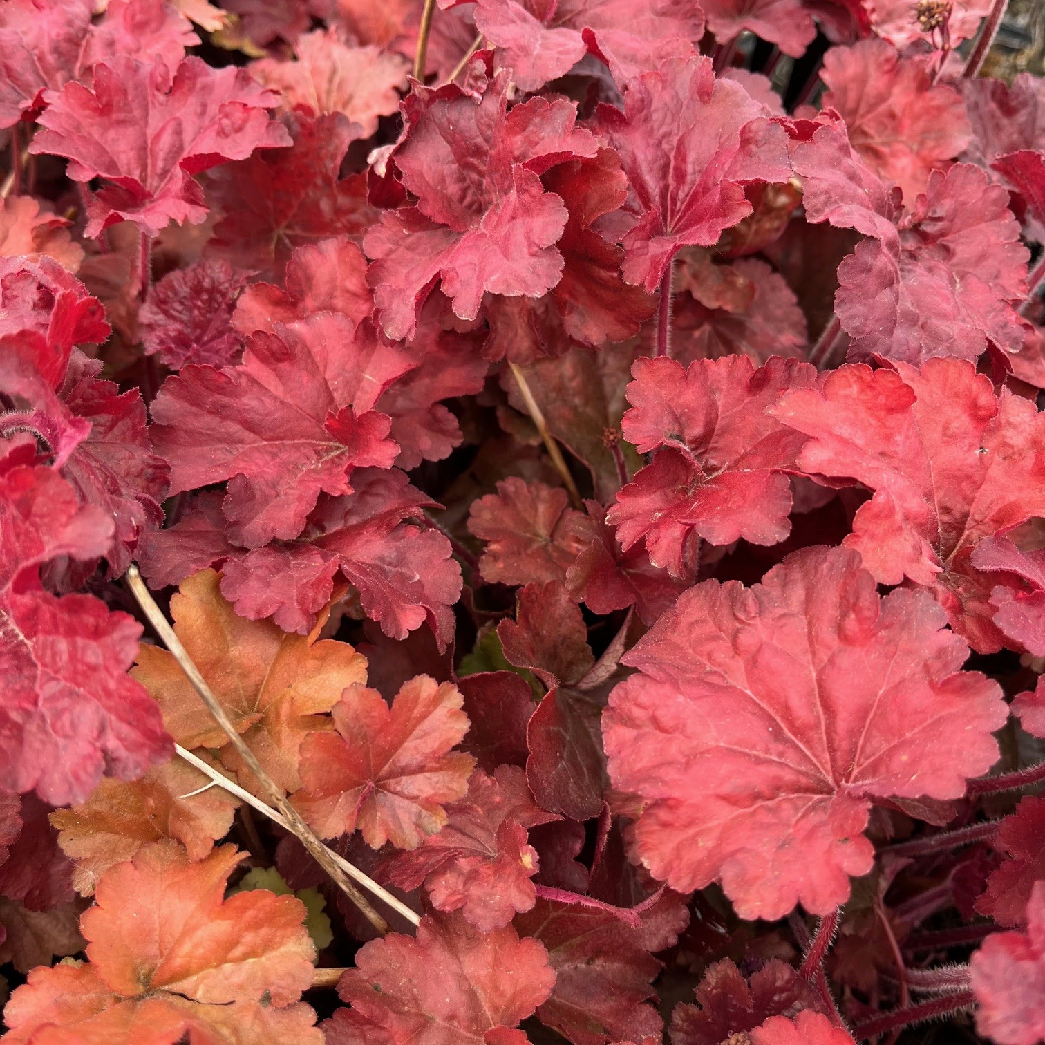 HEUCHERA 'BLONDIE'