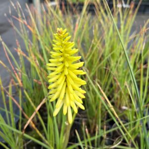 KNIPHOFIA 'BANANA POPSICLE'