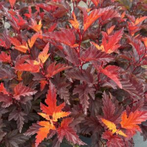 PHYSOCARPUS OPULIFOLIUS 'LITTLE ANGEL'