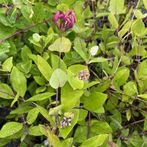 LONICERA HECKROTTII 'AMERICAN BEAUTY'