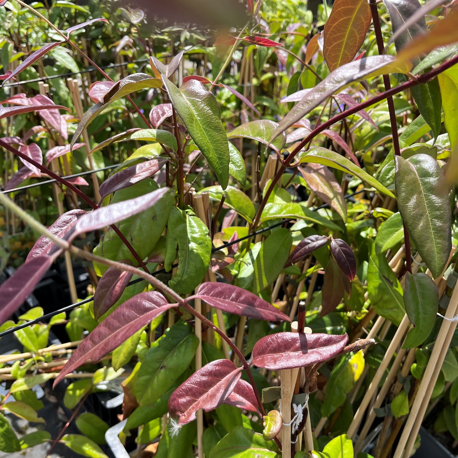 LONICERA HENRYI 'COPPER BEAUTY'