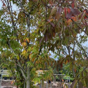 ZELKOVA SERRATA 'URBAN RUBY'