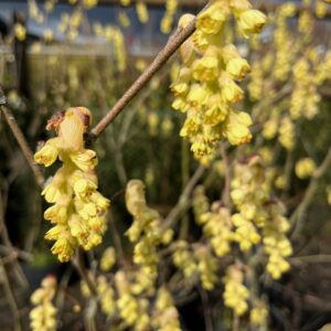 CORYLOPSIS GLABRESCENS