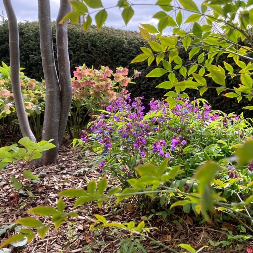 LATHYRUS VERNUS - Afbeelding 2