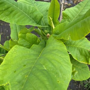 MAGNOLIA MACROPHYLLA