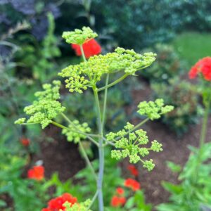 PEUCEDANUM LONGIFOLIUM
