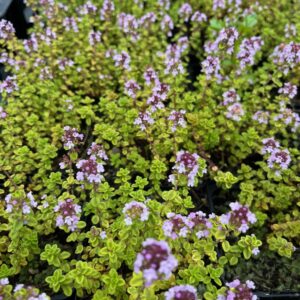 THYMUS VULGARIS 'VARIEGATUS'