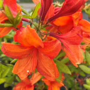 AZALEA 'GOLDEN EAGLE'