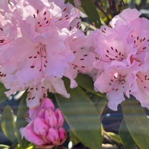 RHODODENDRON 'CHRISTMAS CHEER'
