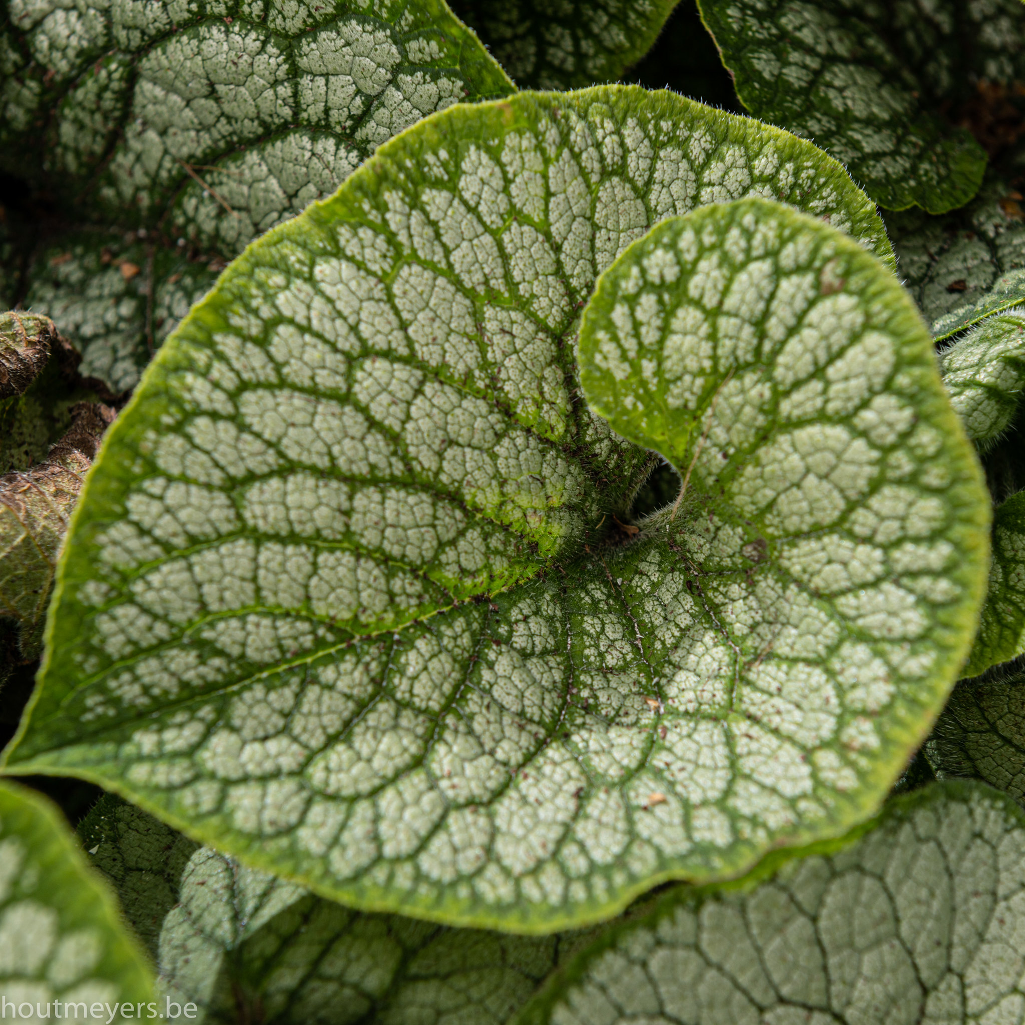 BRUNNERA MACROPHYLLA 'SEA HEART' - Afbeelding 4